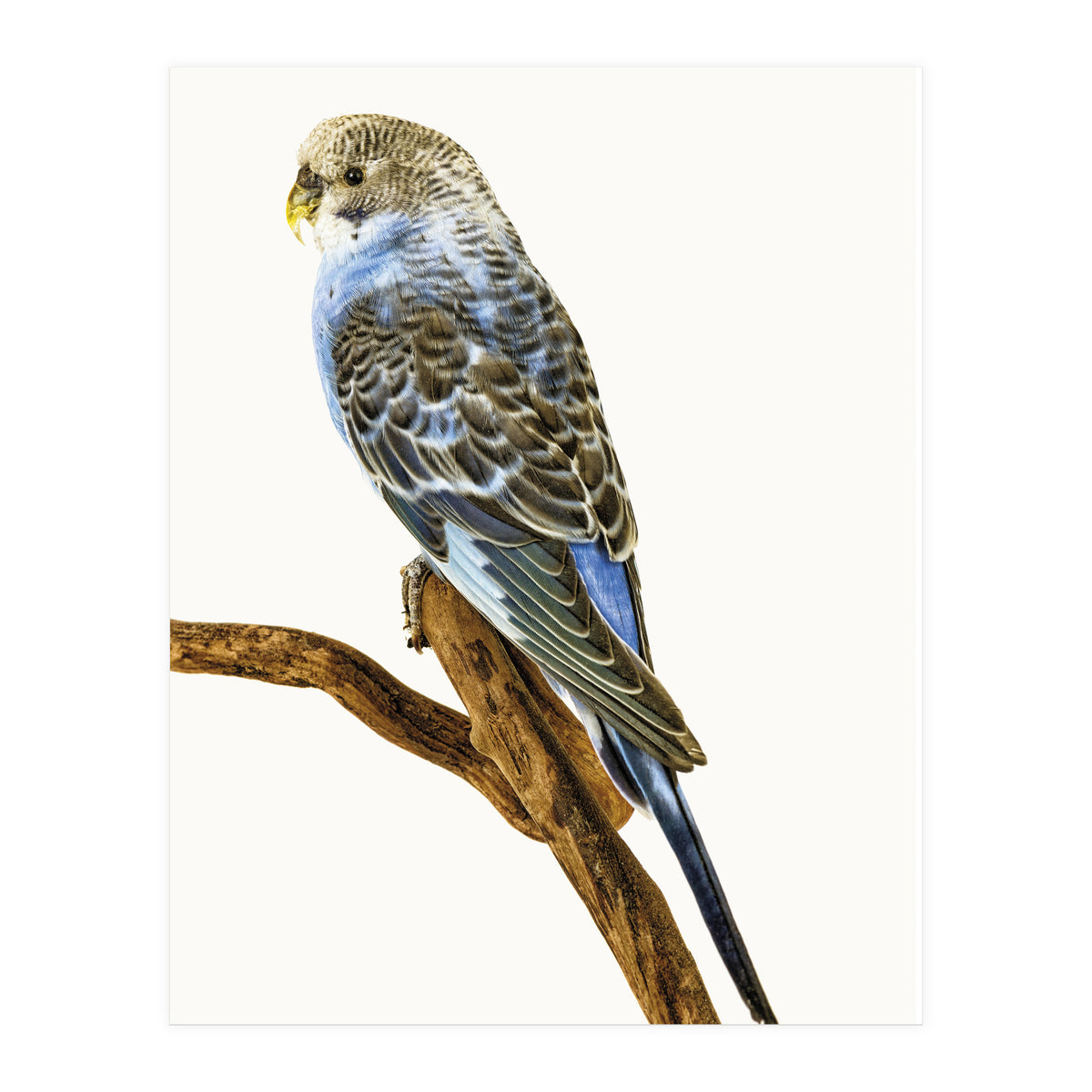 Cc Birds 04 (Print Only)