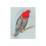 Gang gang cockatoo (Print Only) thumbnail