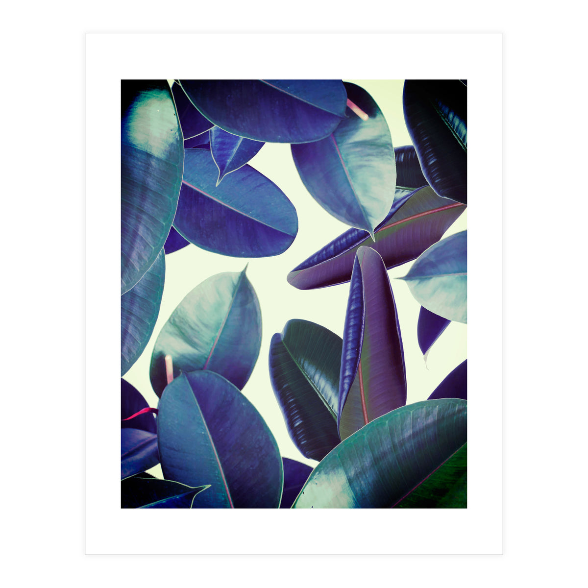 Elastica Amaro (Print Only)