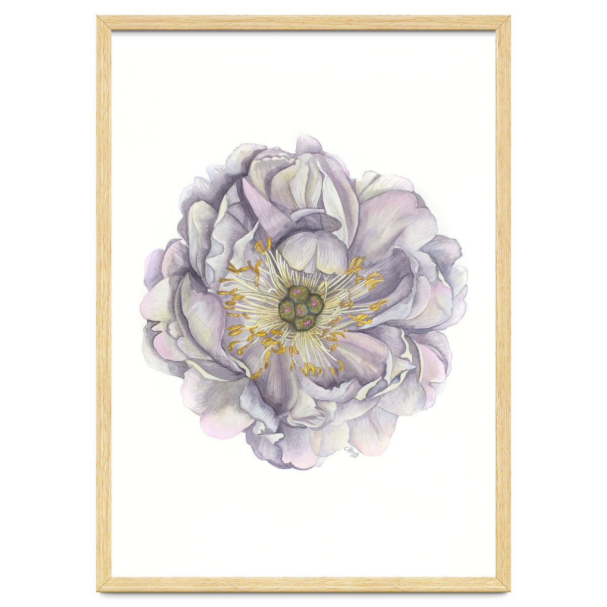 A Peony In Grey Std