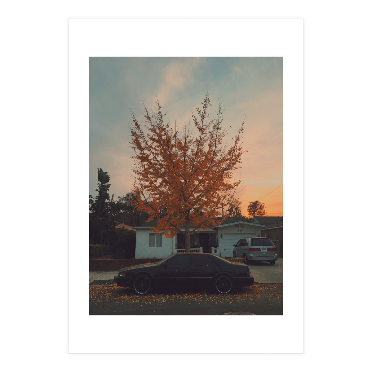 Autumn tree (Print Only)