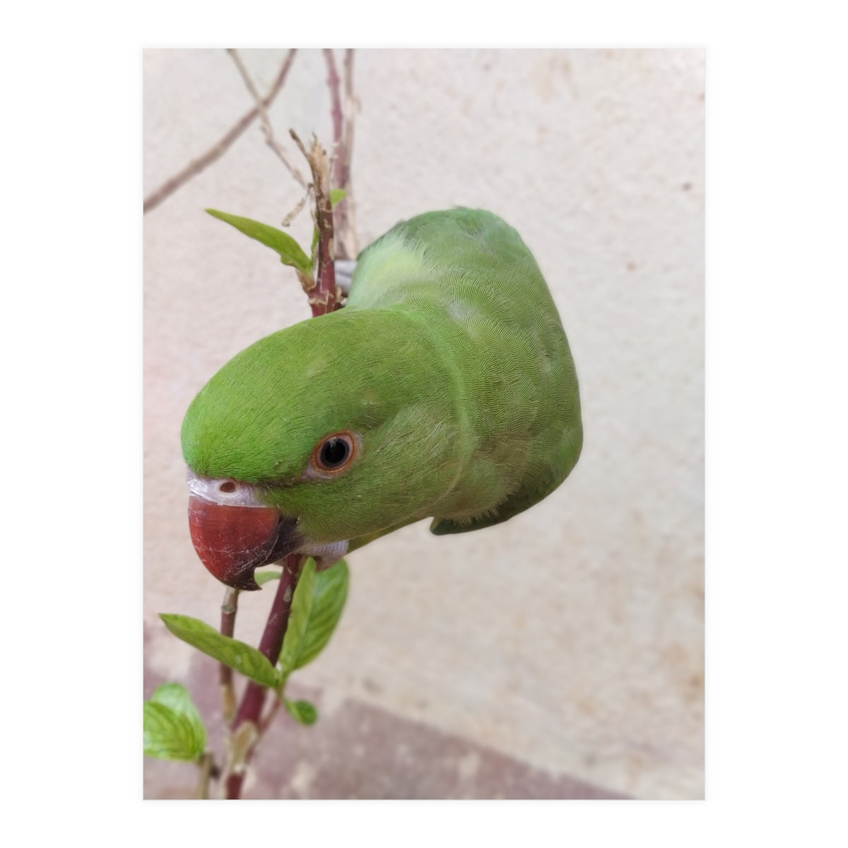 My Cute Parrot (Print Only)