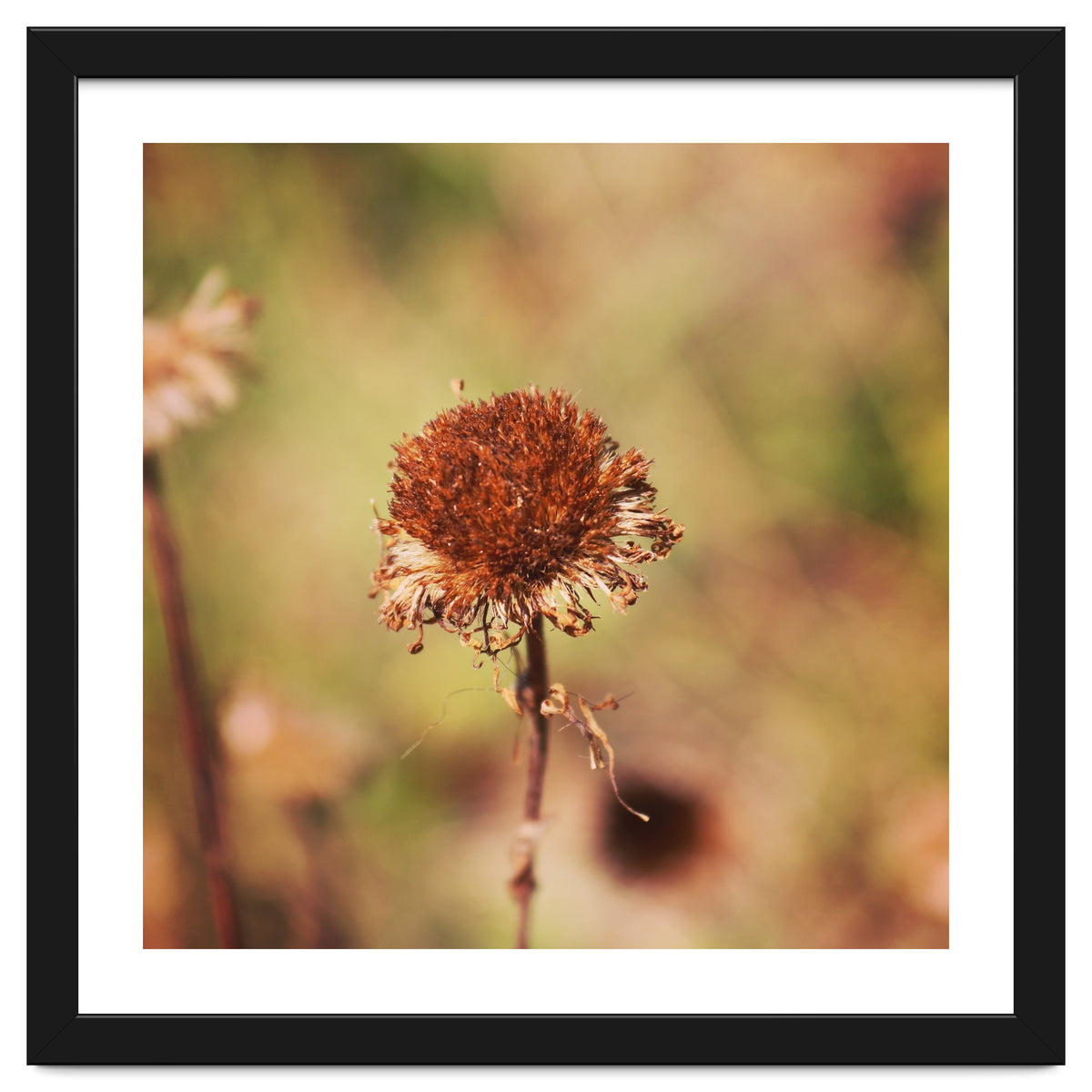 dried daisy
