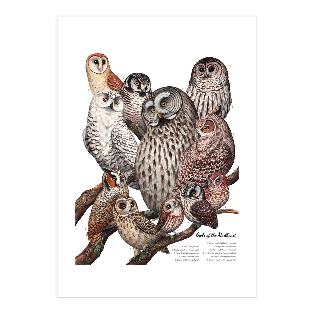 Owls Of The Northeast (Print Only)
