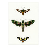 Different types of moths illustrated  (Print Only) thumbnail