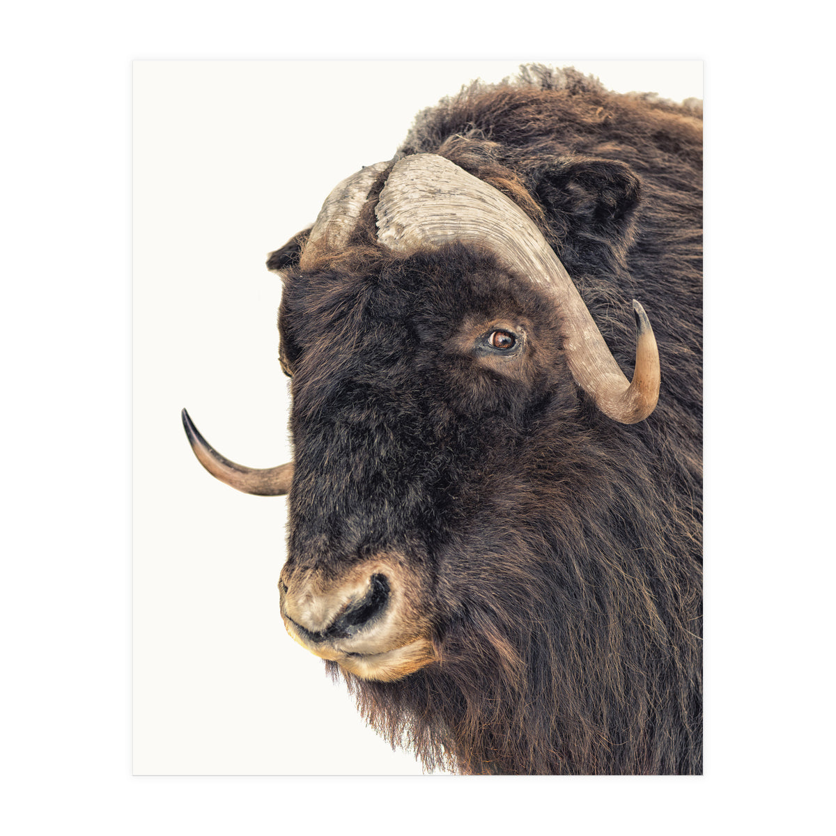 Cc Animal 02 (Print Only)