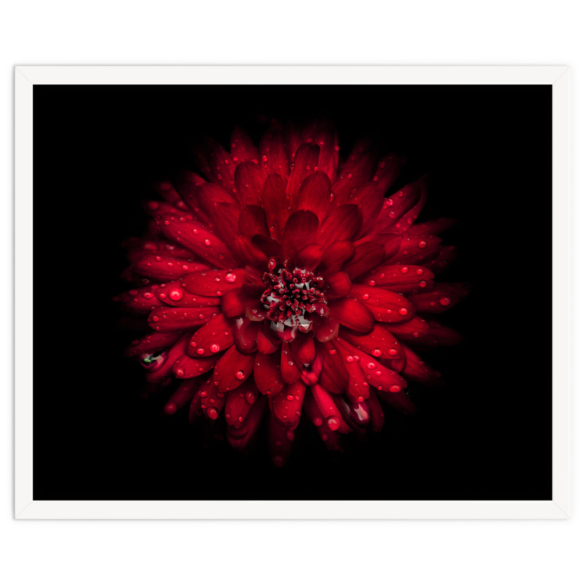 Backyard Flowers 45 Color Version