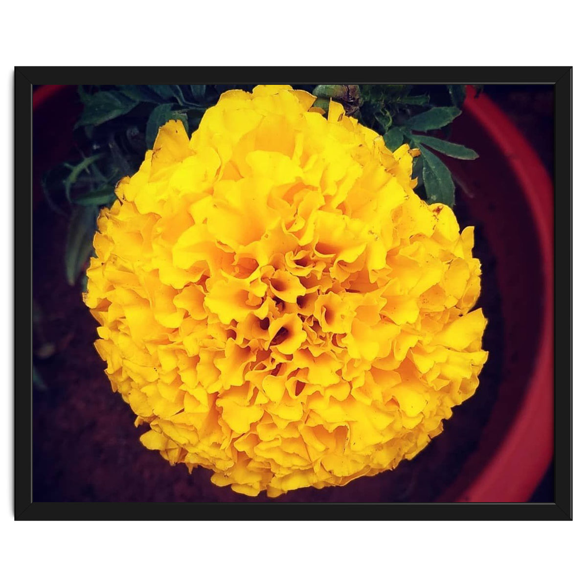 Yellow Chrysanthemum