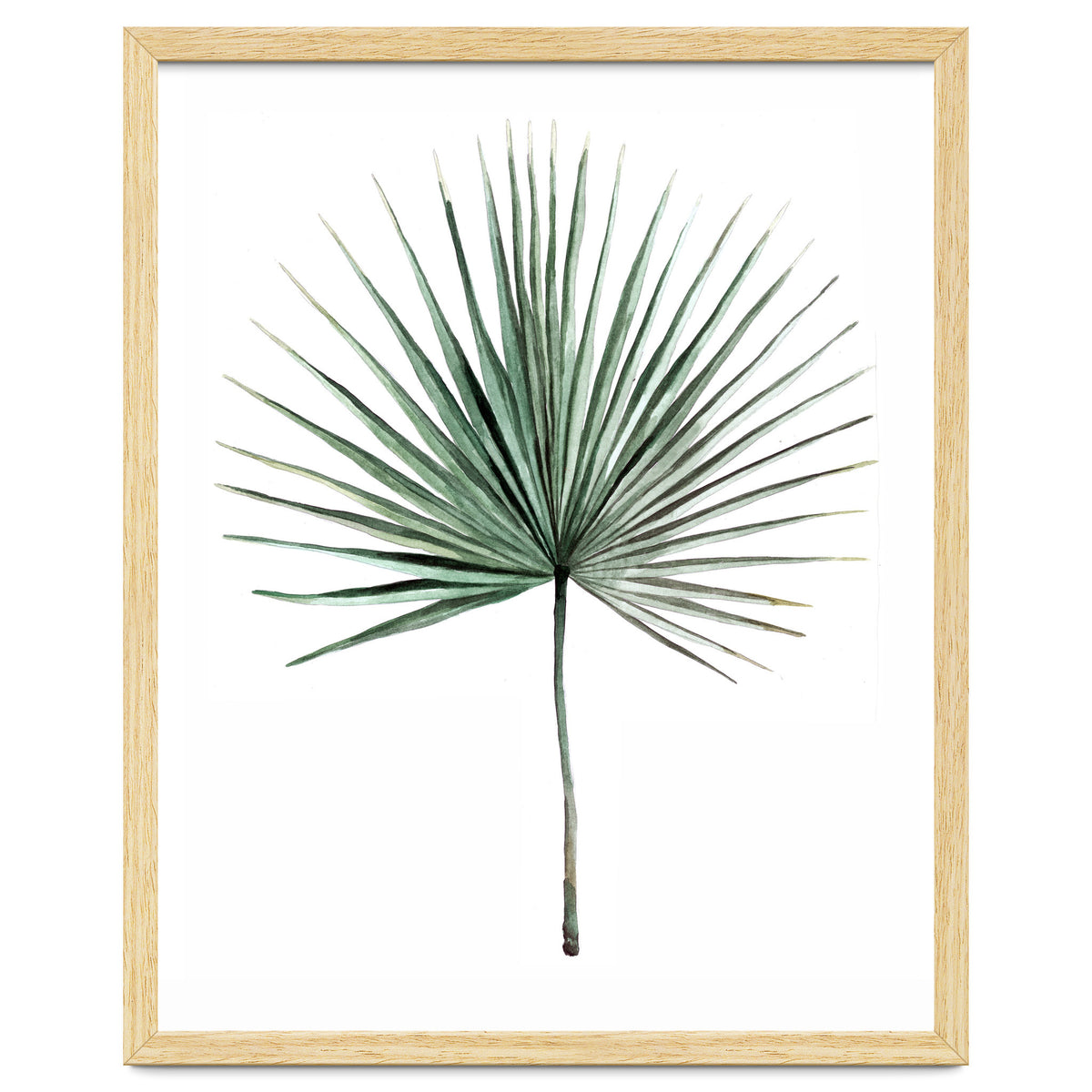 Botanical Illustration Fanpalm