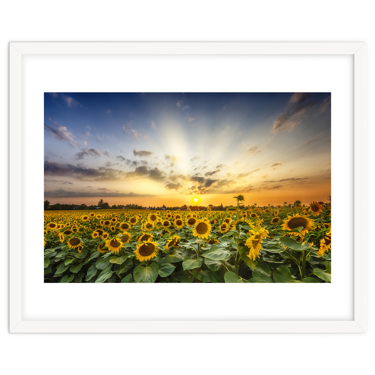 Sunflower field in the evening