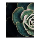 Darkside Of Succulents 4-E (Print Only) thumbnail