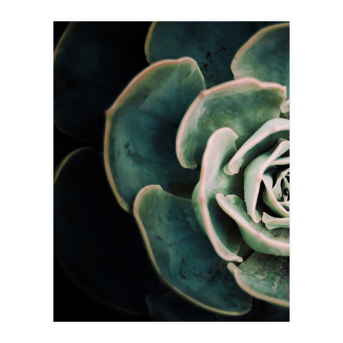Darkside Of Succulents 4-E (Print Only)