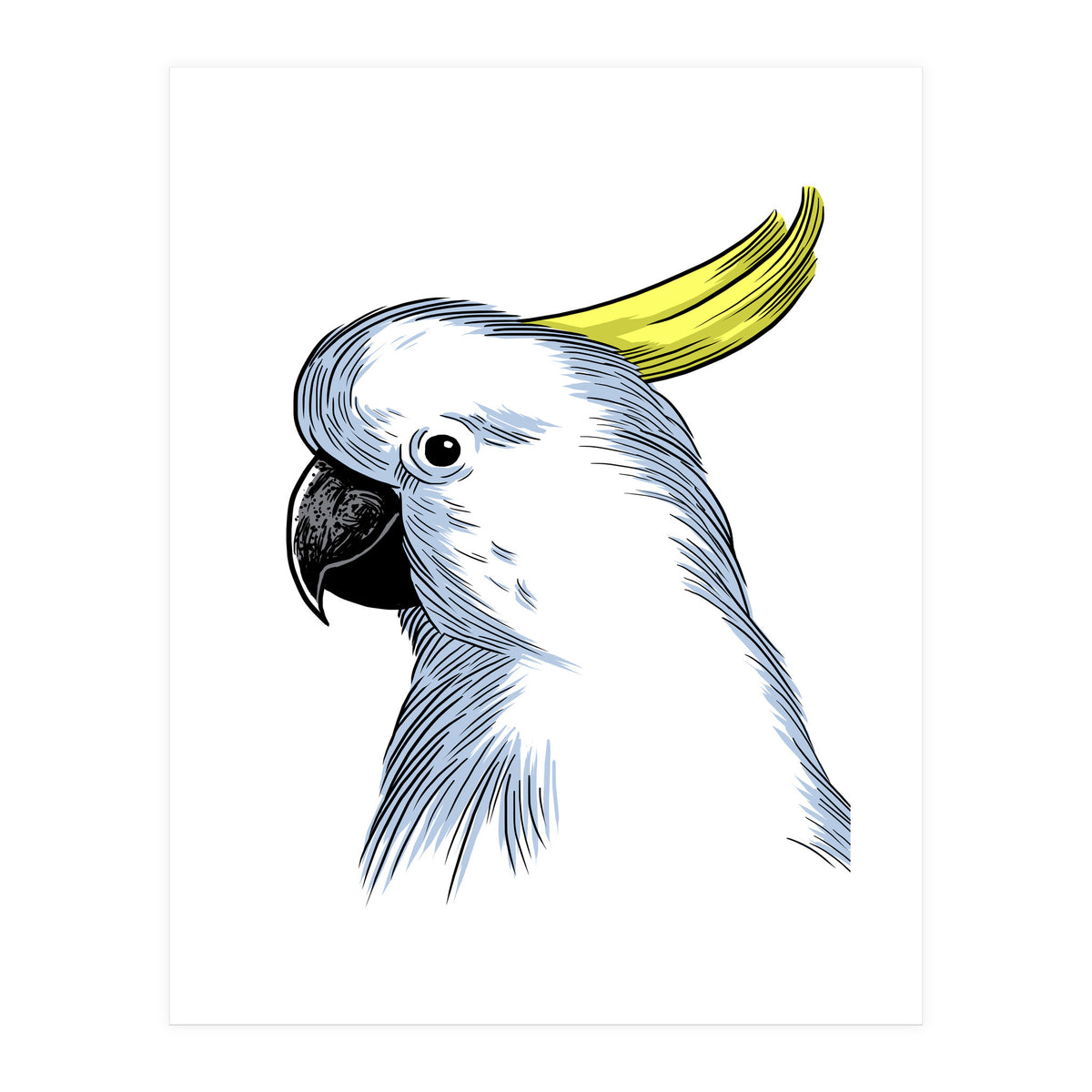 Skecth Macaw (Print Only)