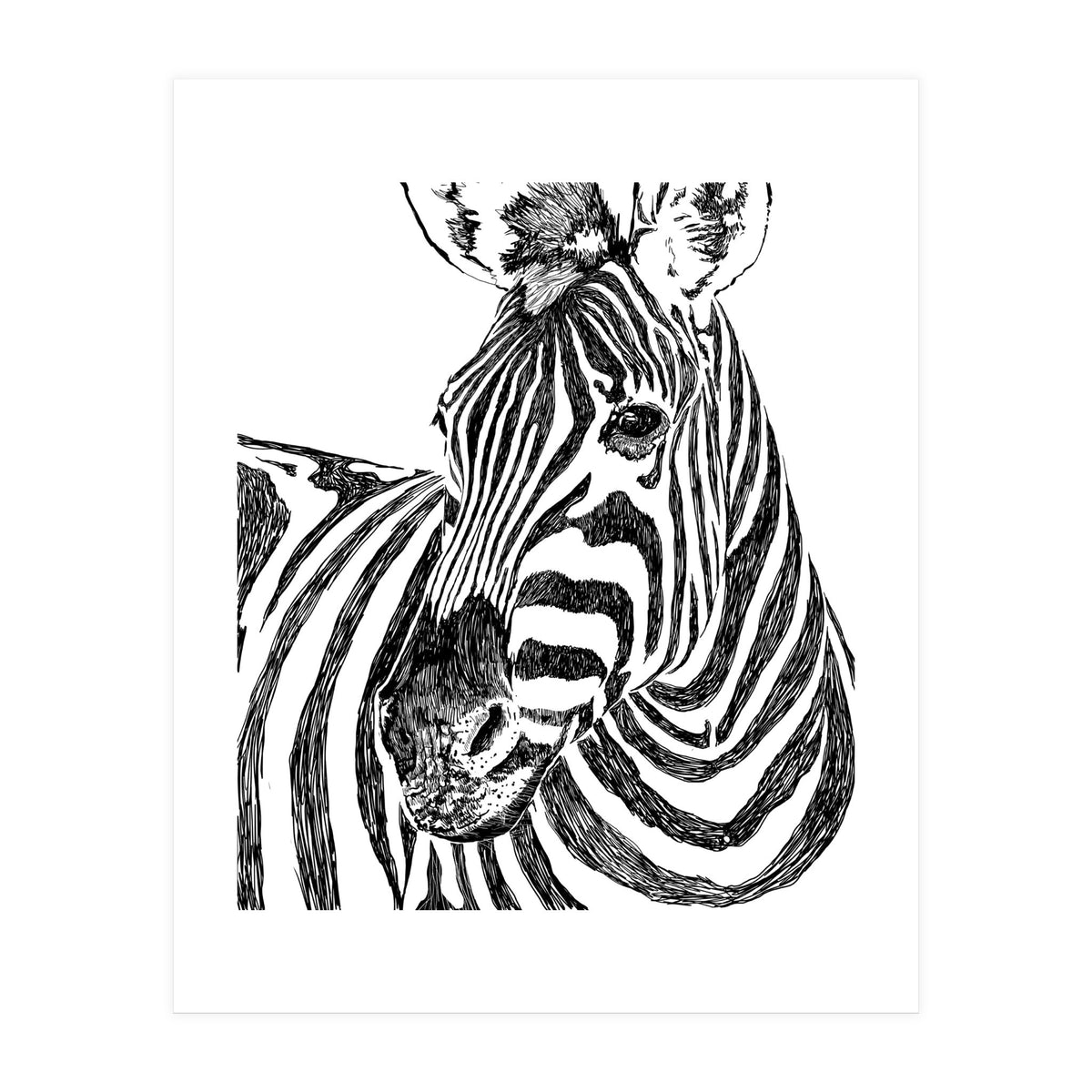 Zebra (Print Only)