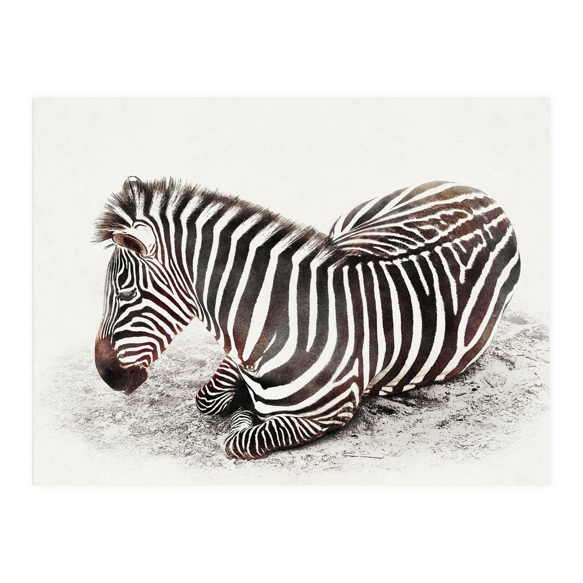 Zebra (Print Only)