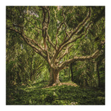 Spirits inside the wood (Print Only) thumbnail