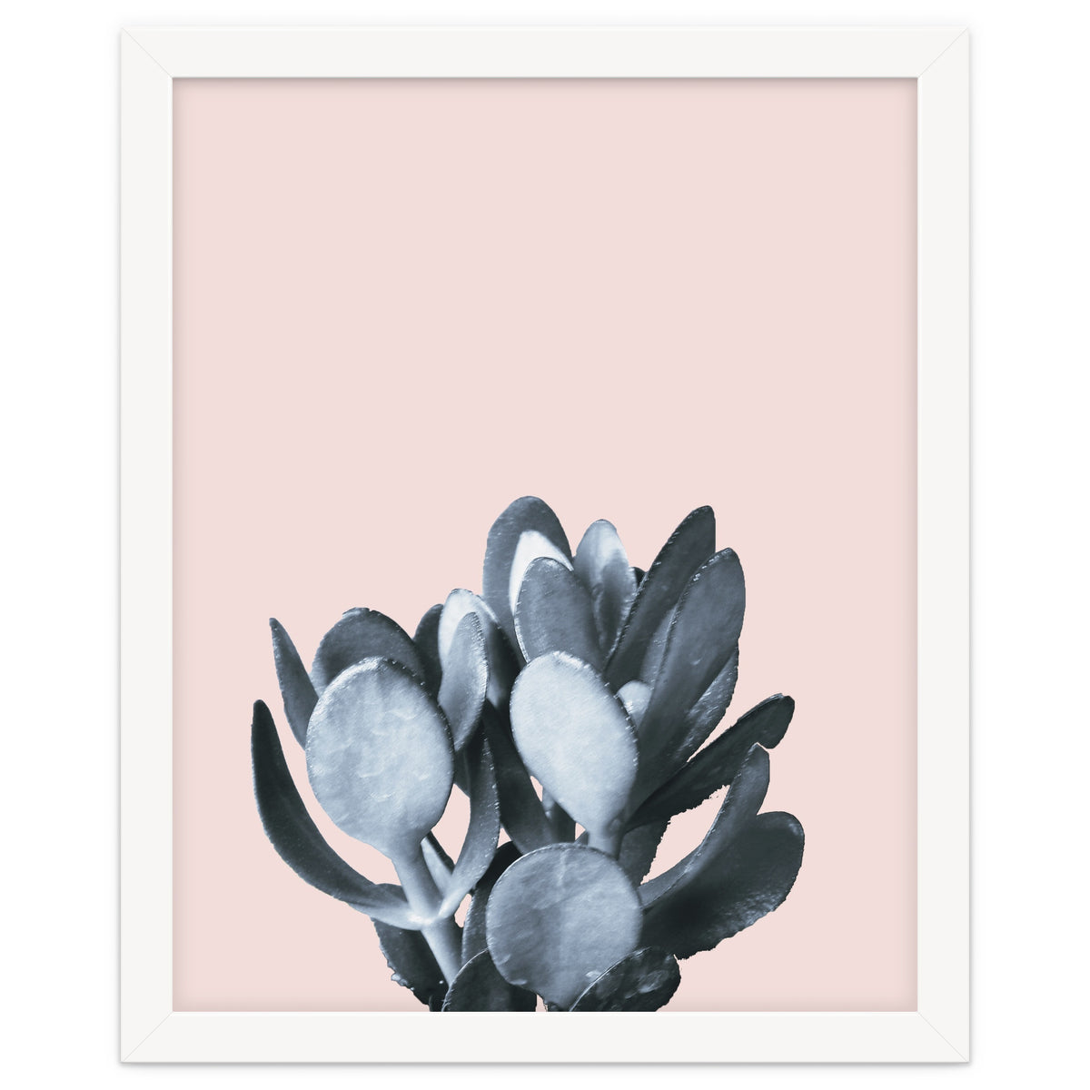 Cactus collection BL-II