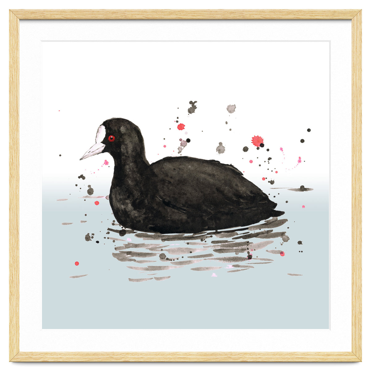 Common coot