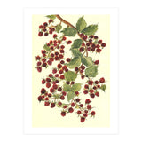 Raspberry (Print Only) thumbnail