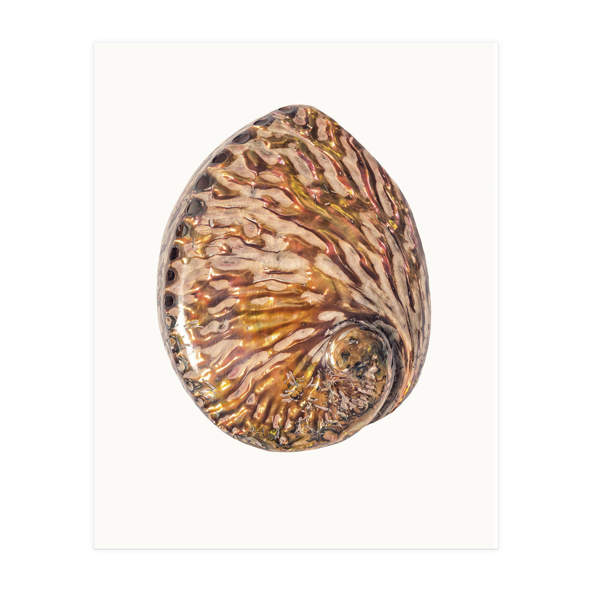 Cc Shell 03 (Print Only)