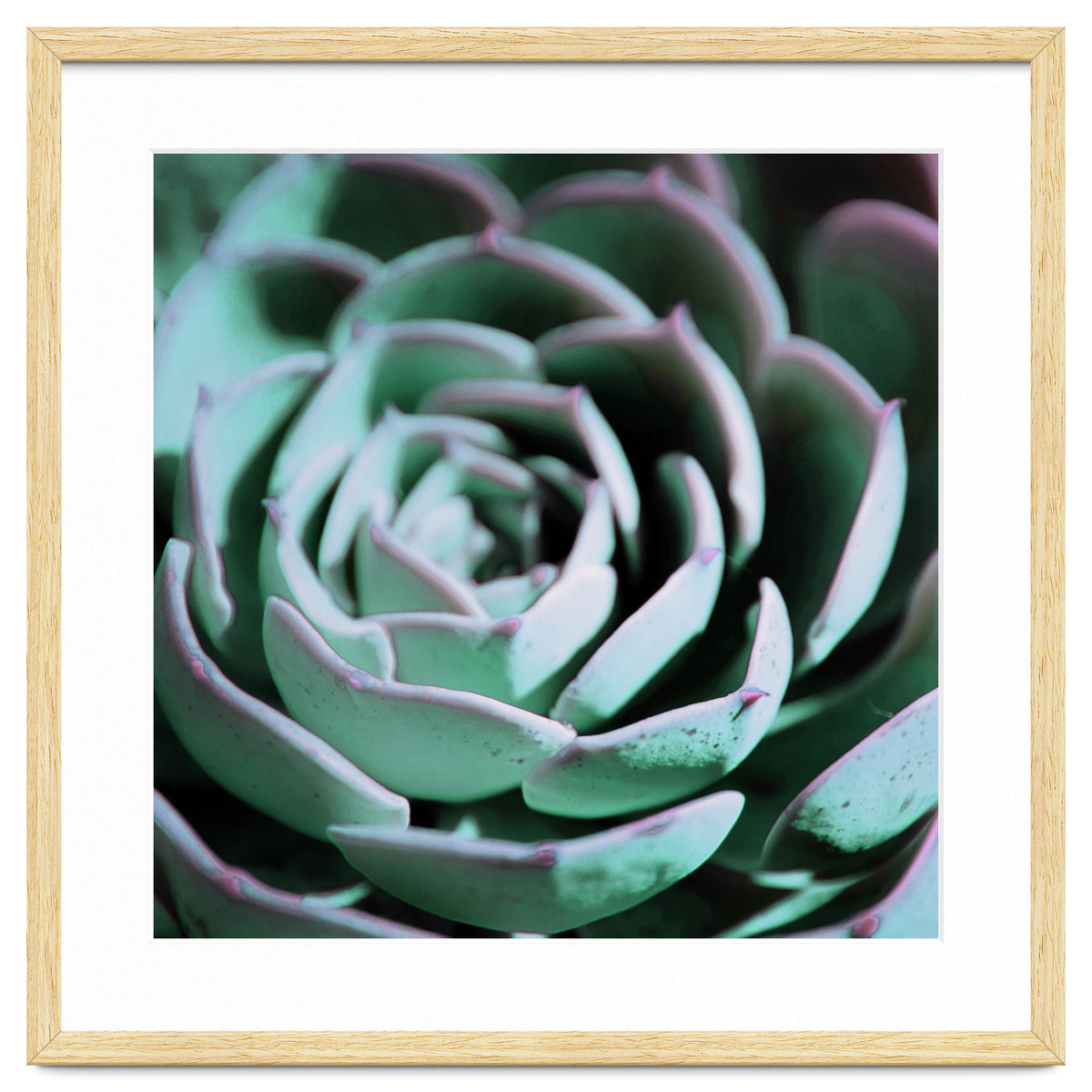 DARKSIDE OF SUCCULENTS III-A