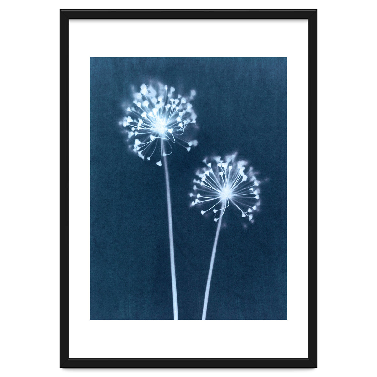 Indigo Dandelion
