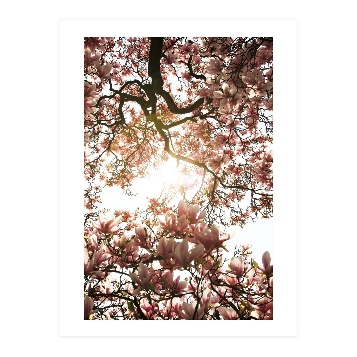 Magnolia tree (Print Only)