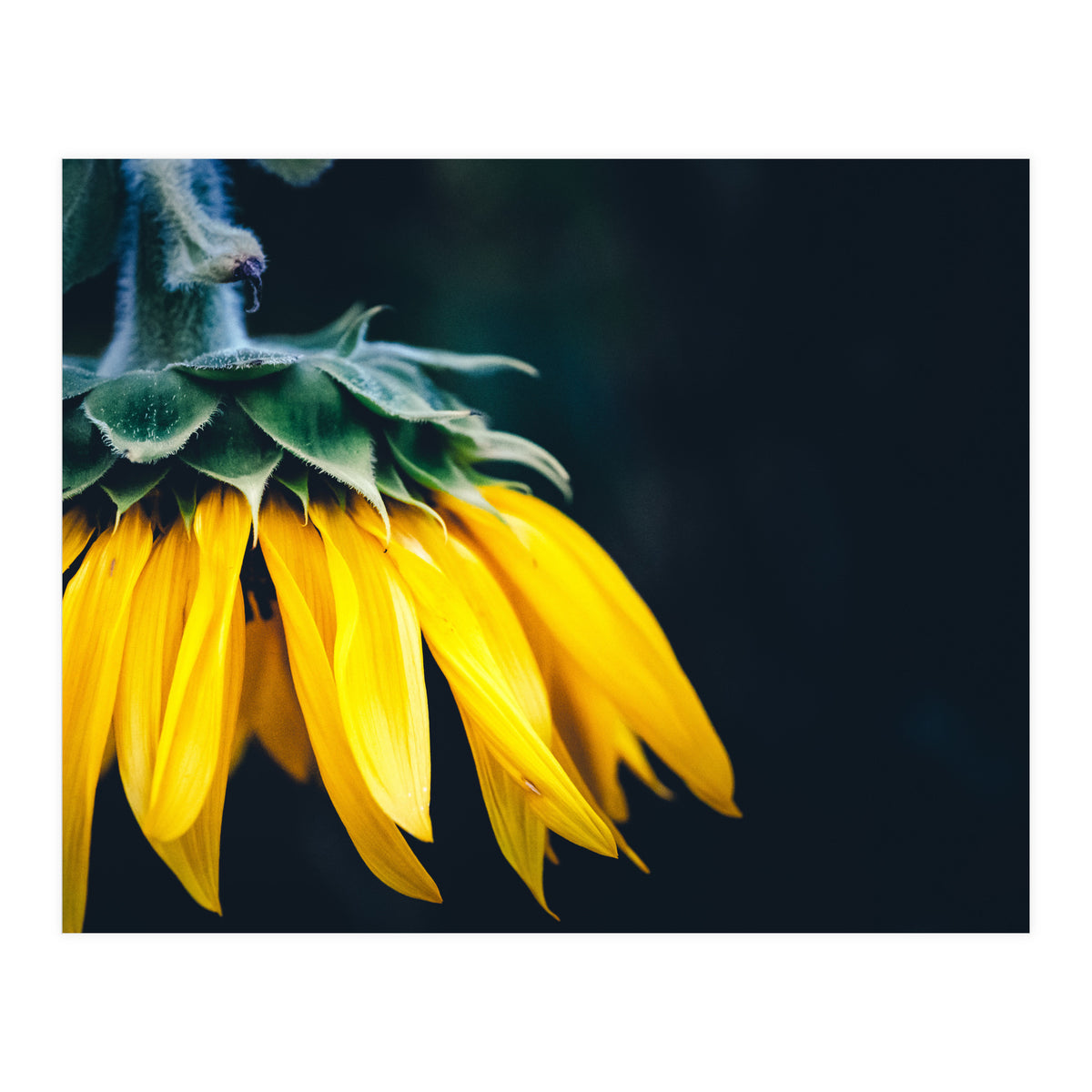 Sunflower Detail 1 (Print Only)