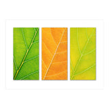 Autumn Leaves (Print Only) thumbnail