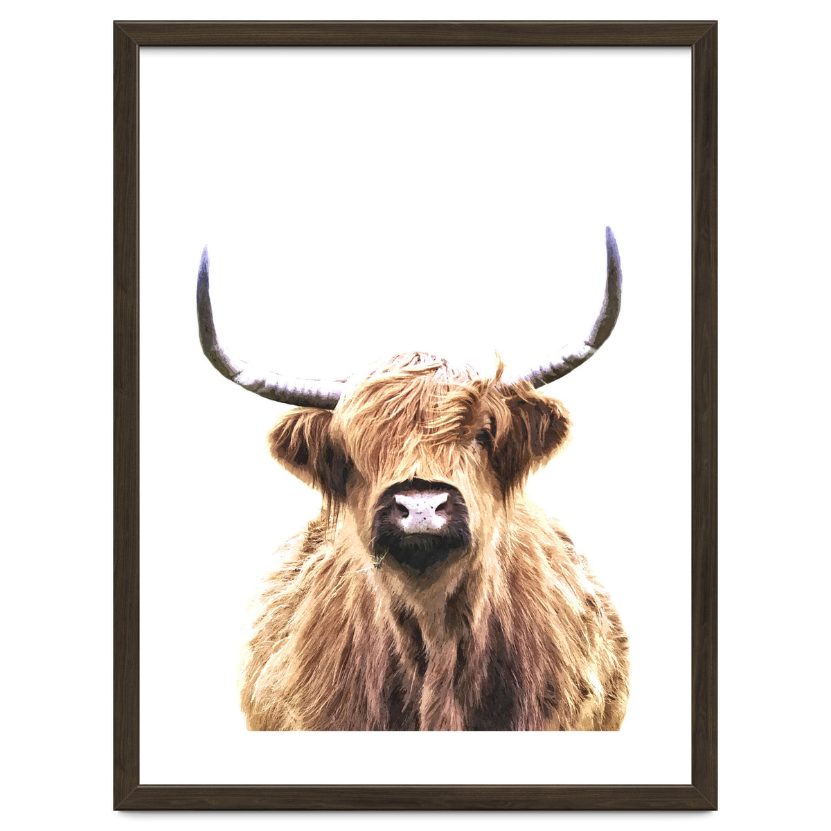 Highland Cow Portrait