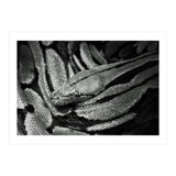 Snake (Print Only) thumbnail