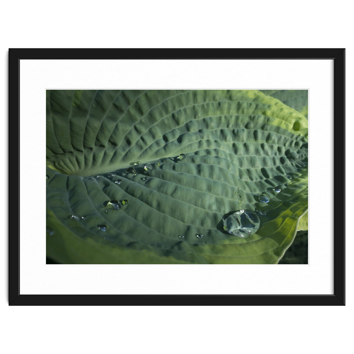 Hosta With Raindrops