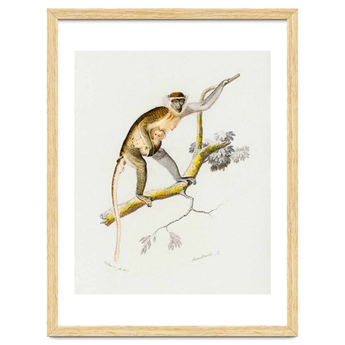 Cercopithecus griseus illustrated