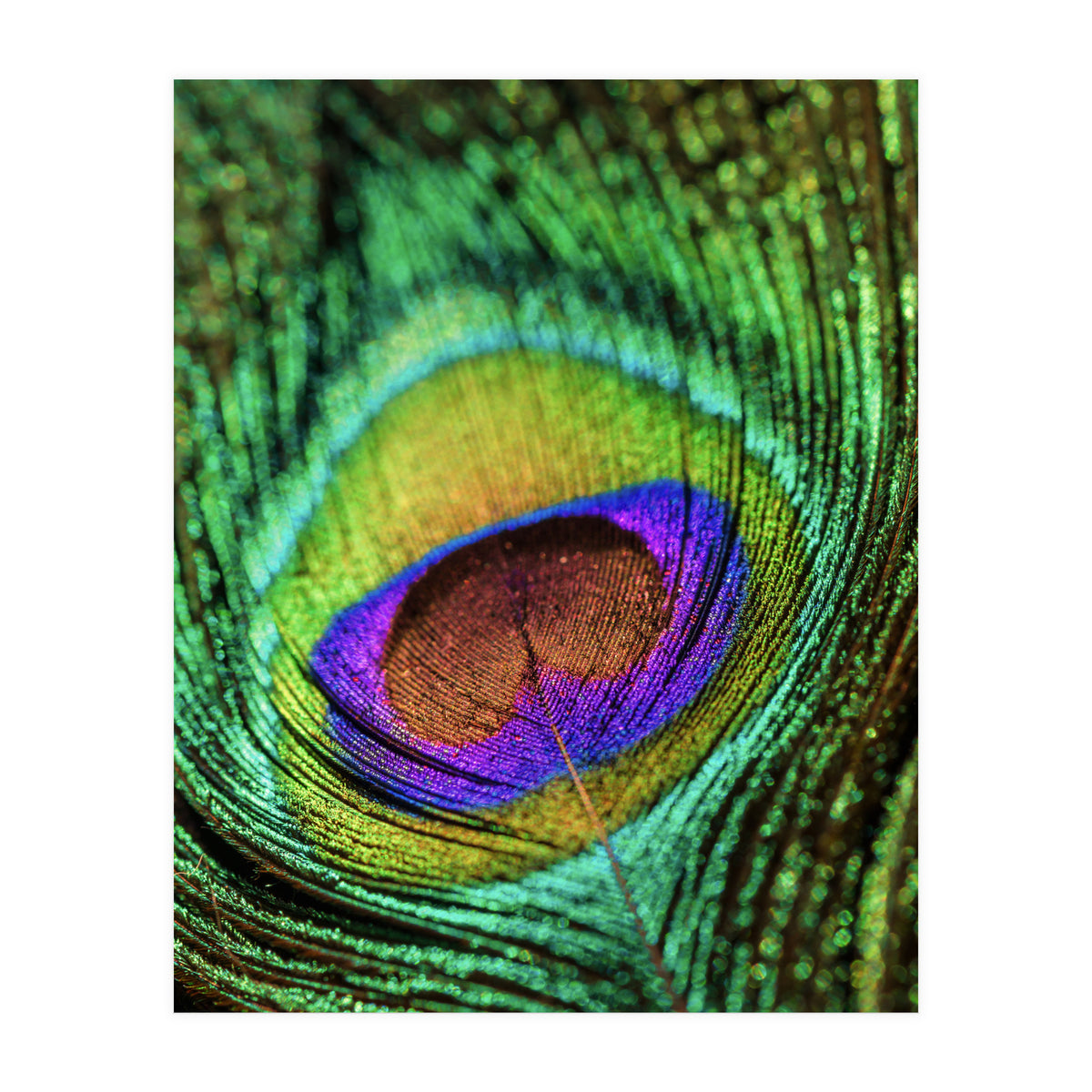 Peacock feather (Print Only)