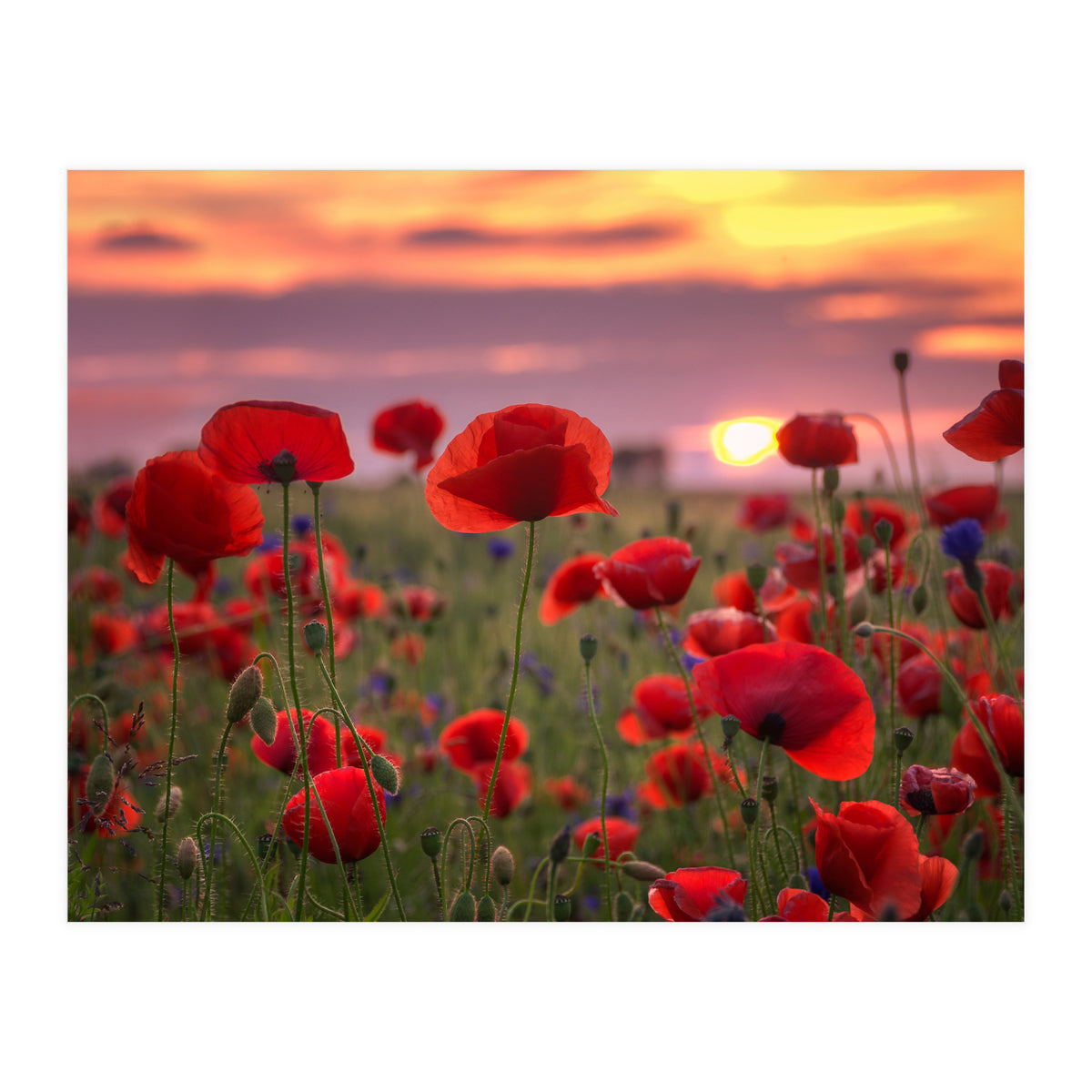 Poppies at Evening (Print Only)