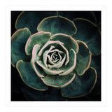 DARKSIDE OF SUCCULENTS IV-A (Print Only) thumbnail