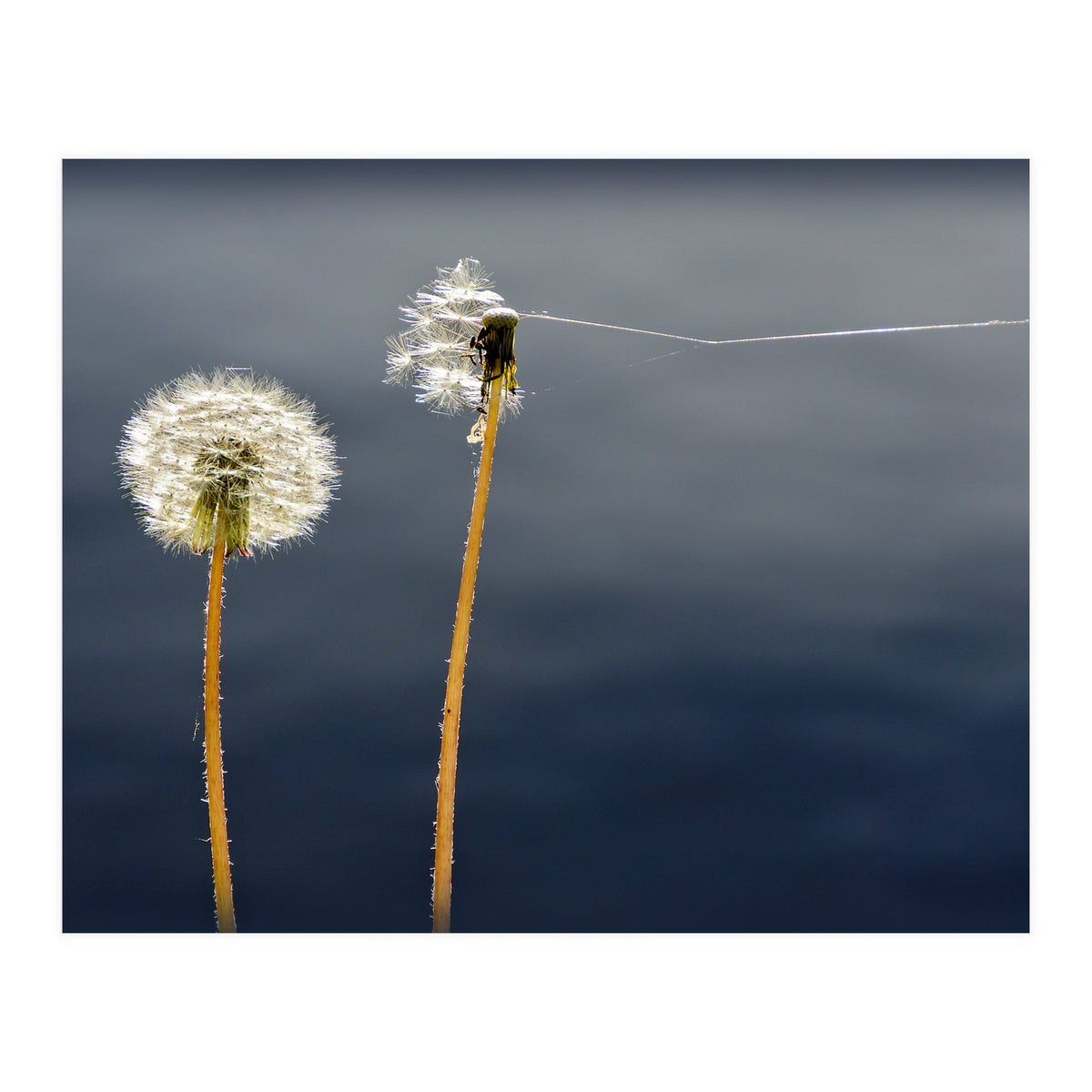 Common dandelions (Print Only)