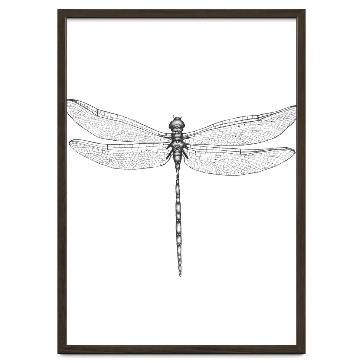 Dragonfly Wings