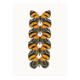 Cc Butterflies 07 (Print Only) thumbnail
