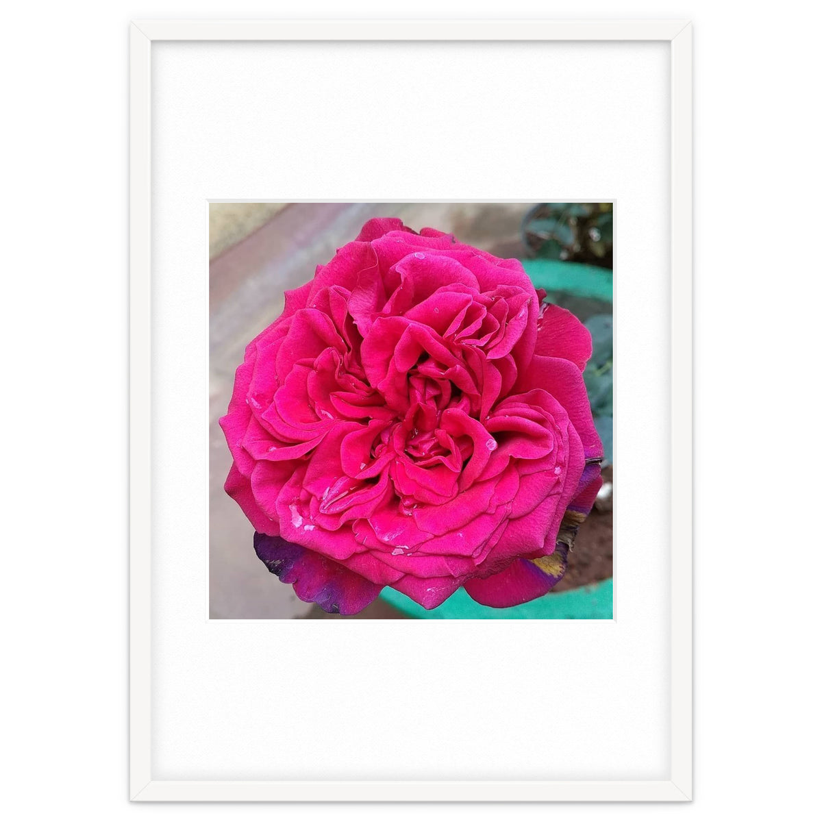 Beautiful Fragrant Rose