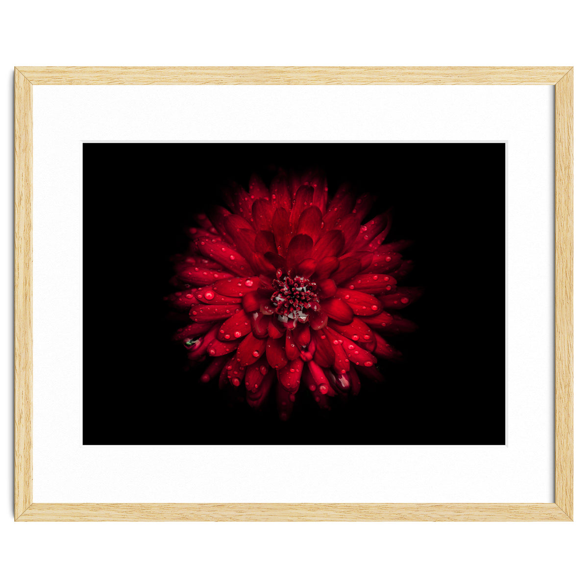 Backyard Flowers 45 Color Version