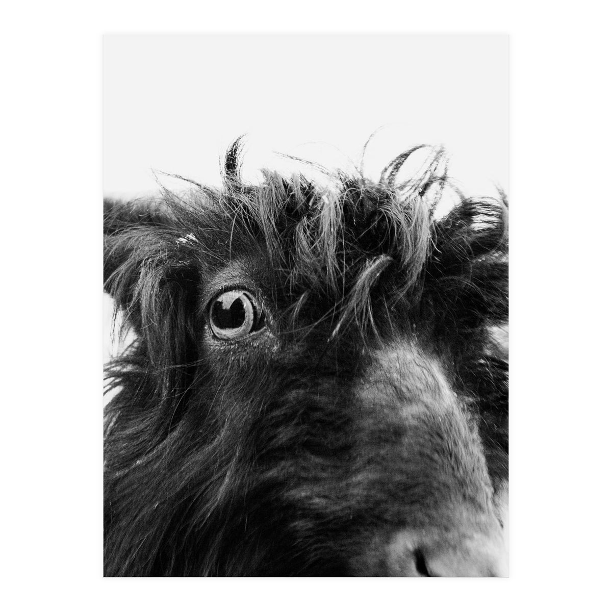 Charly the coat (Print Only)