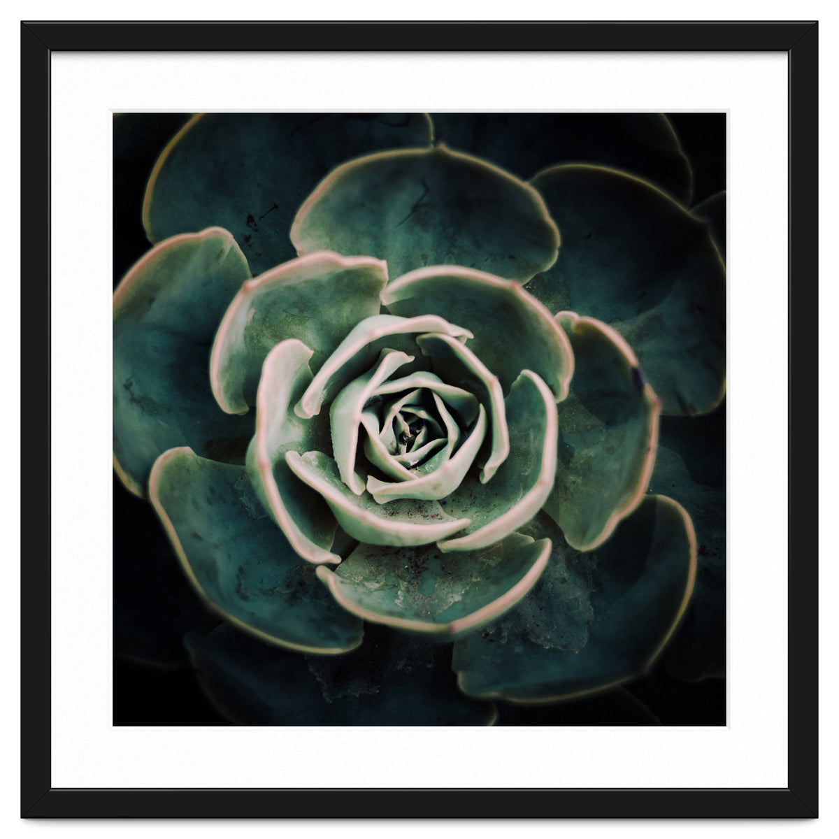 DARKSIDE OF SUCCULENTS IV-A