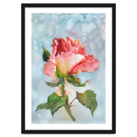 Beautiful Rose Watercolor