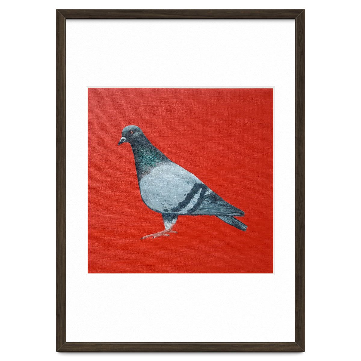 Pigeon