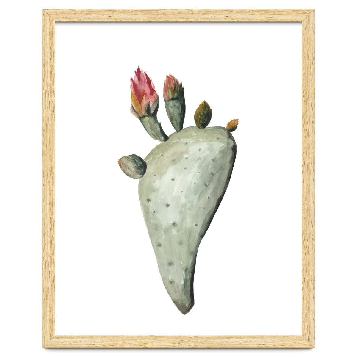 Botanical Illustration Cactus Flowers
