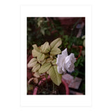 White Rose Garden (Print Only) thumbnail