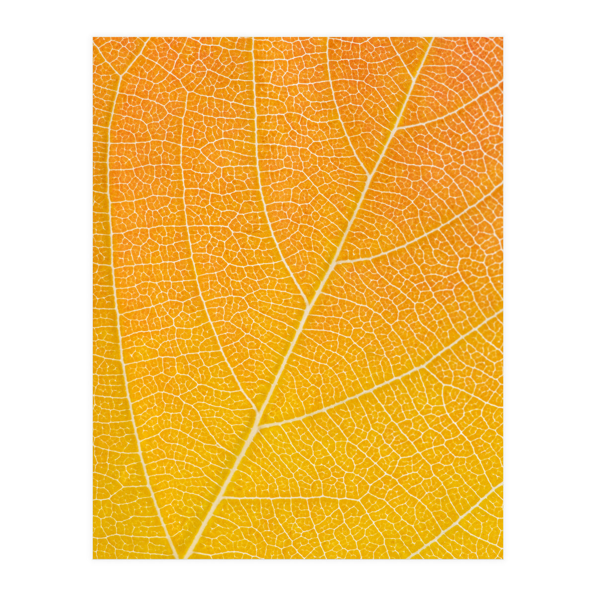 Autumn Leaf (Print Only)