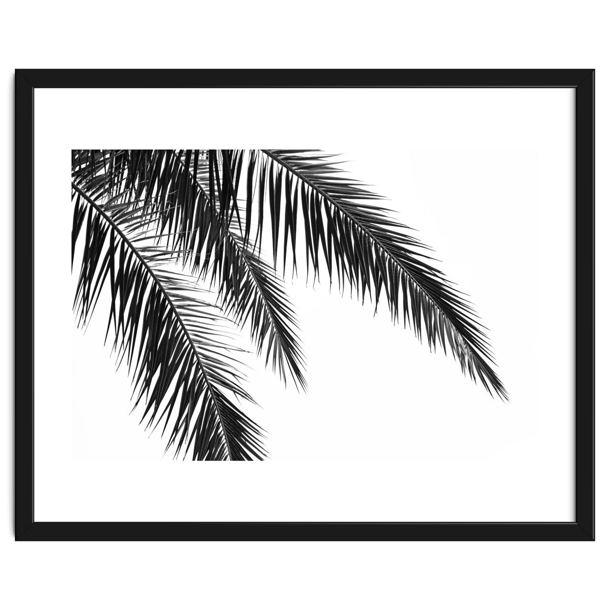 Palm Leaves