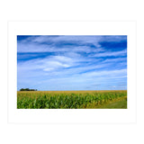 Illinois Cornfield (Print Only) thumbnail